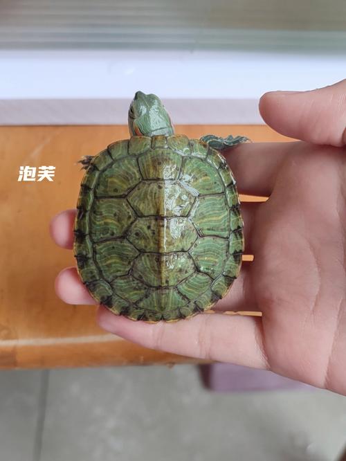巴西乌龟怎么看年龄
